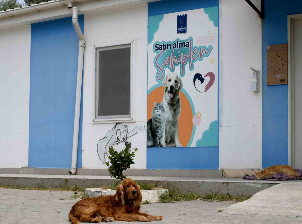Kuşadası’nda sahipsiz can dostların ihtiyaçları ücretsiz karşılanıyor