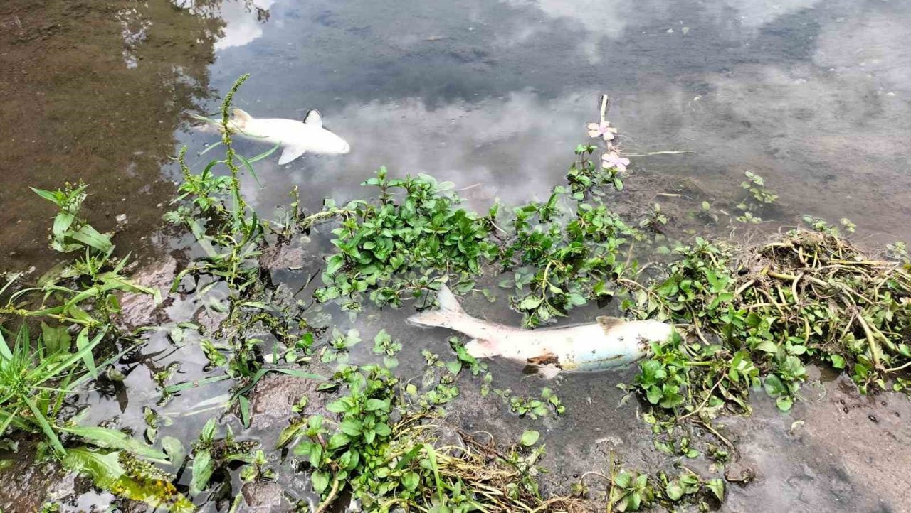 Osmaniye’deki Sabun Çayı’nda balık ölümleri