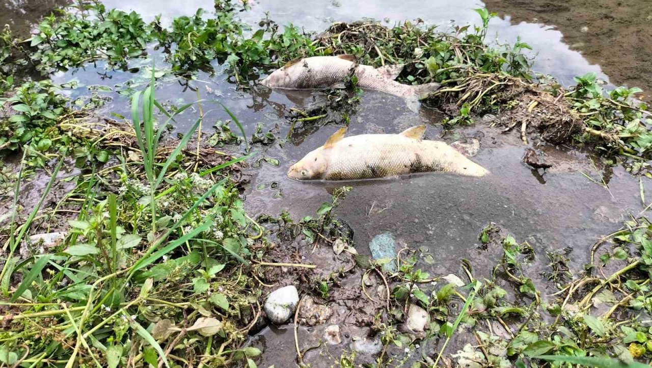 Osmaniye’deki Sabun Çayı’nda balık ölümleri