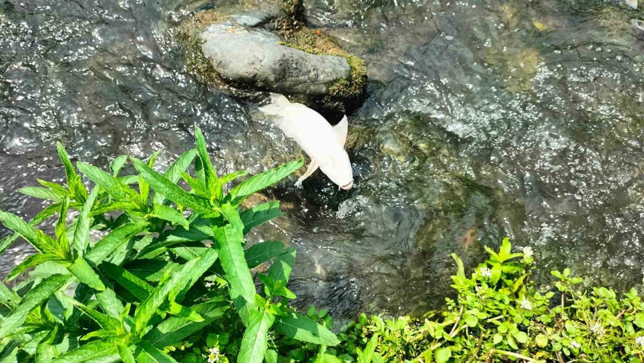 Osmaniye’deki Sabun Çayı’nda balık ölümleri