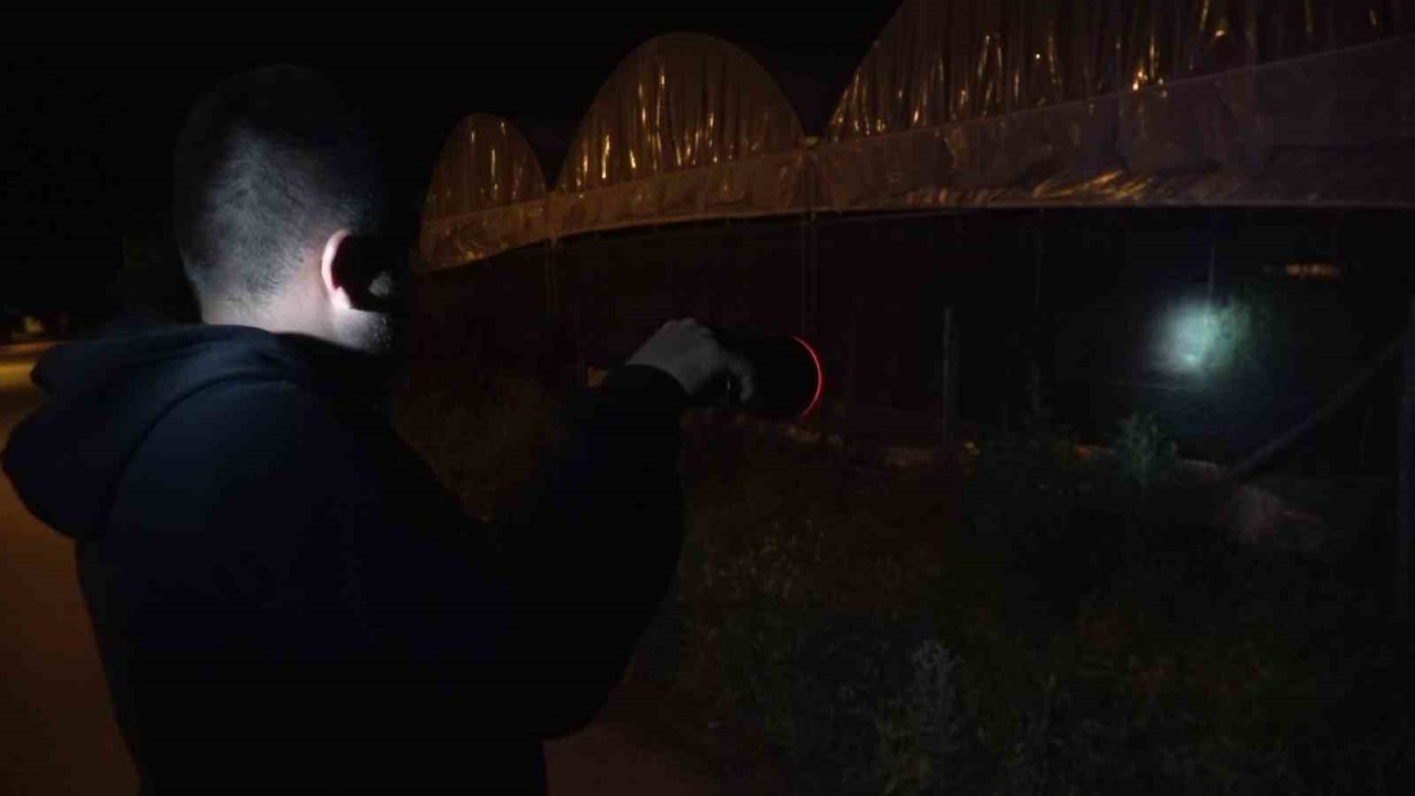 Amasya’da köylülerin kabusu olan çakal fotokapanda: “Çakal kardeş yakamızı bırak”