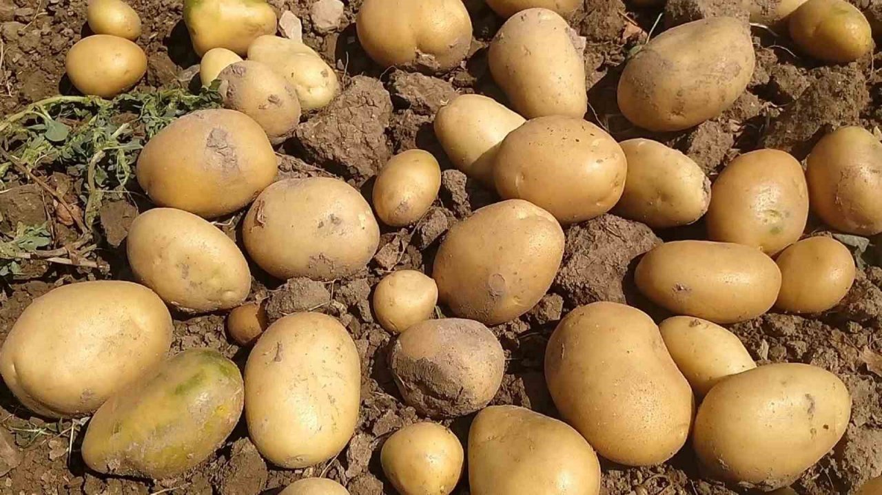 Barajlar doldu taştı, ekim yasakları kaldırıldı