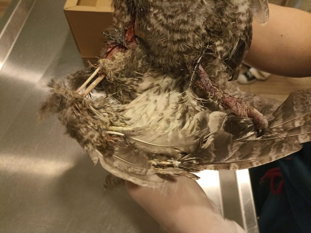 Bodrum’da elektrik akımına kapılan 3 baykuştan ikisi telef oldu