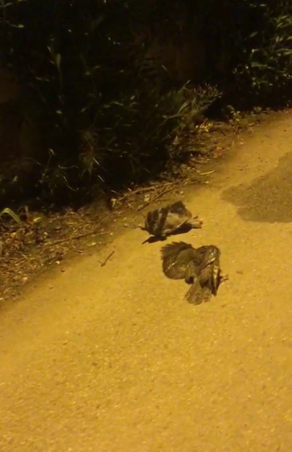 Bodrum’da elektrik akımına kapılan 3 baykuştan ikisi telef oldu