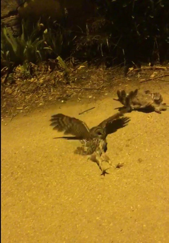 Bodrum’da elektrik akımına kapılan 3 baykuştan ikisi telef oldu