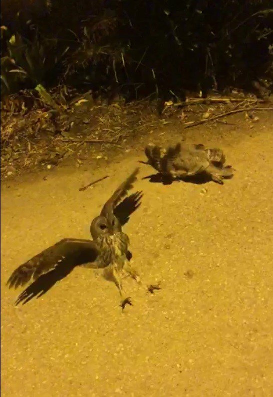 Bodrum’da elektrik akımına kapılan 3 baykuştan ikisi telef oldu