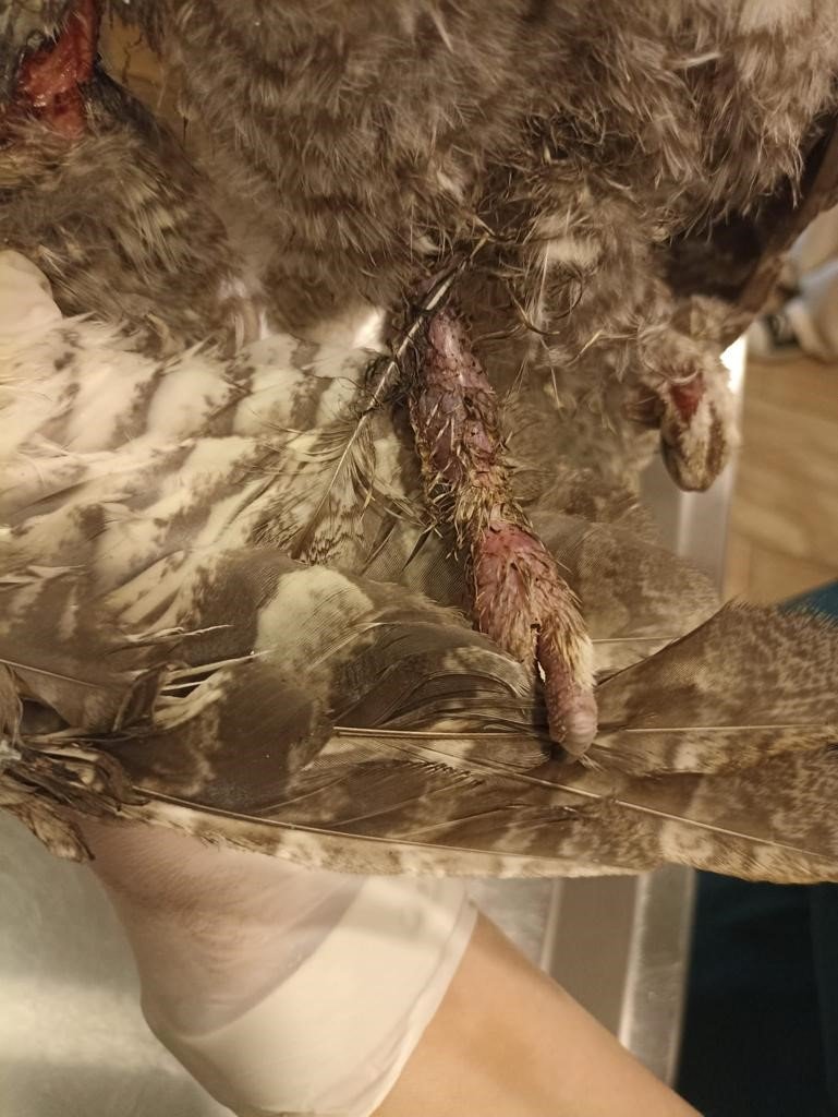 Bodrum’da elektrik akımına kapılan 3 baykuştan ikisi telef oldu