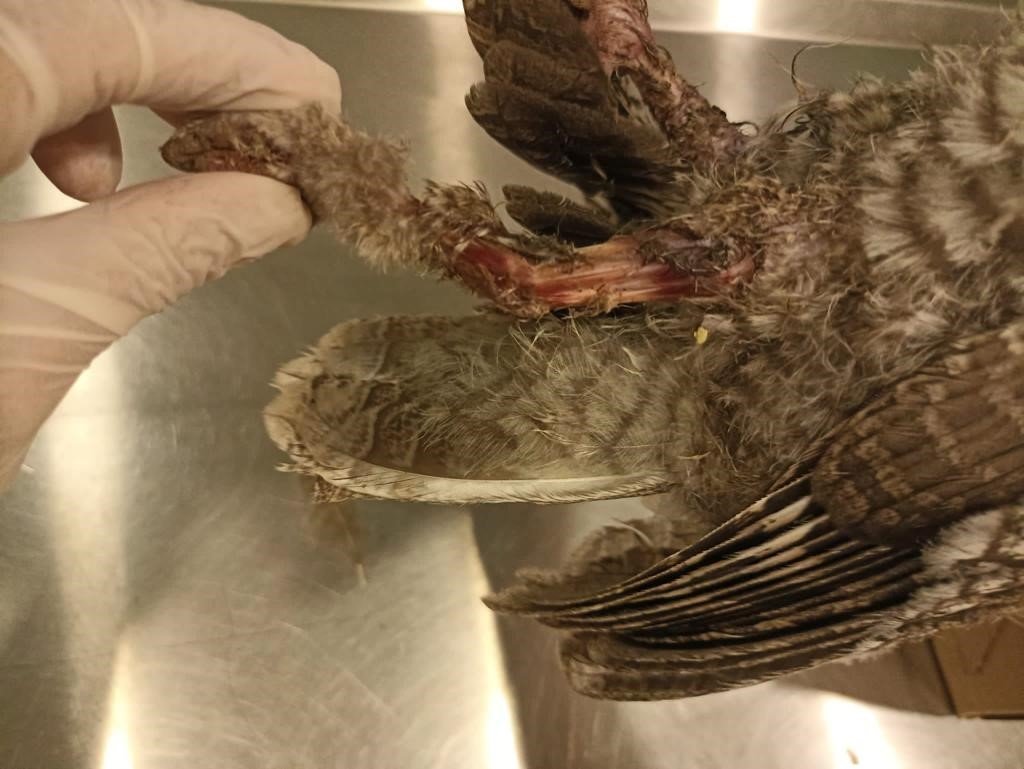 Bodrum’da elektrik akımına kapılan 3 baykuştan ikisi telef oldu