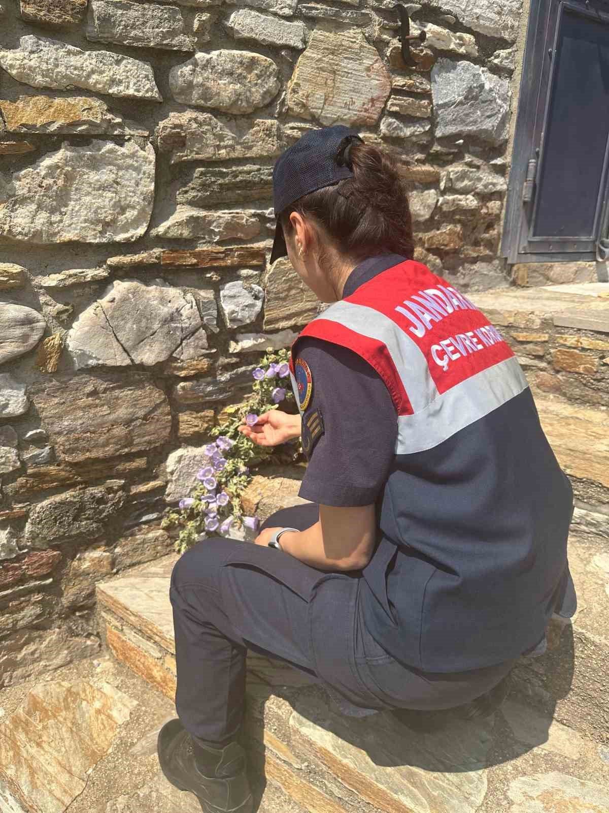 Jandarmadan endemik bitki nöbeti