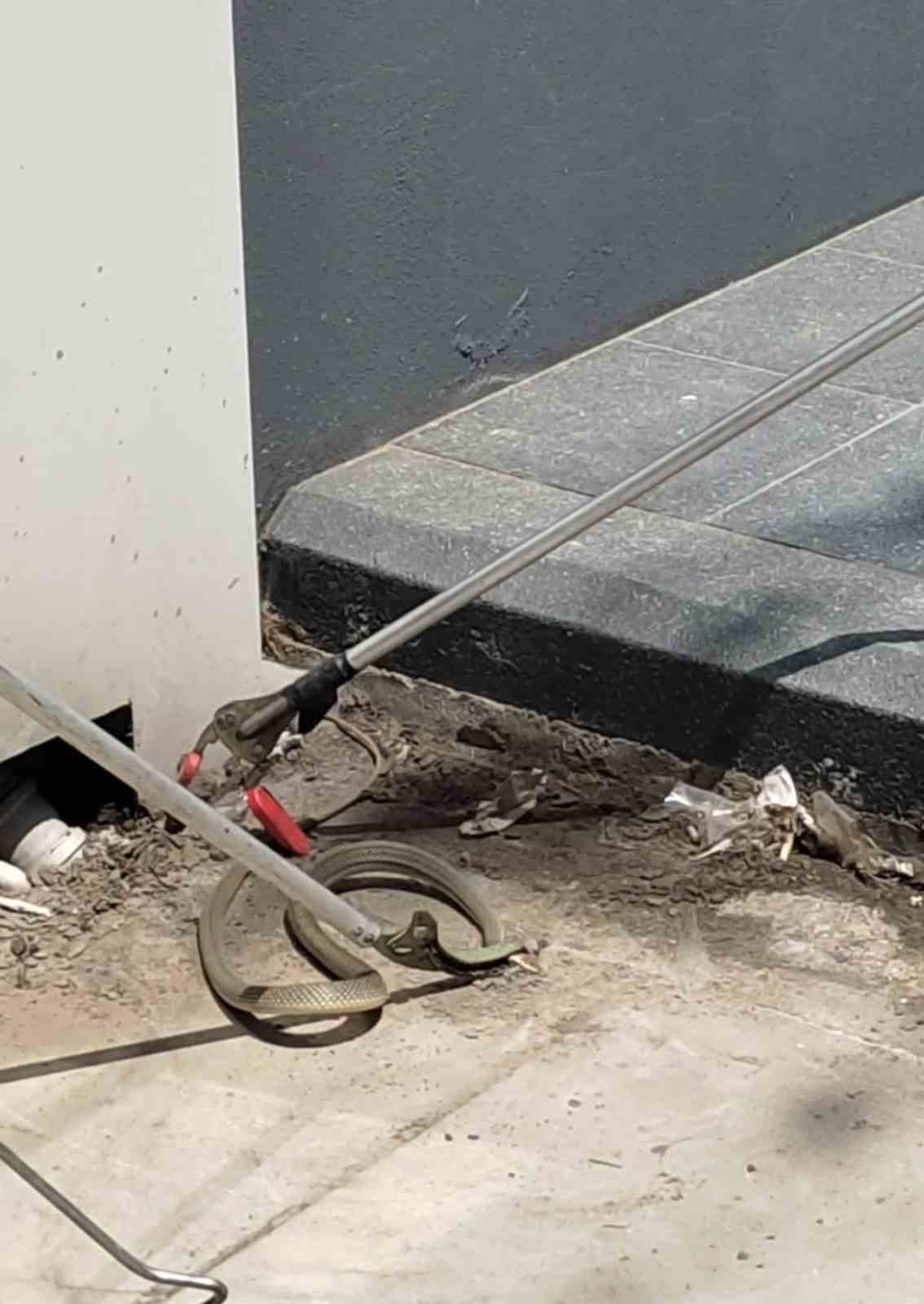 İstasyondaki yılanı iş adamı böyle yakaladı