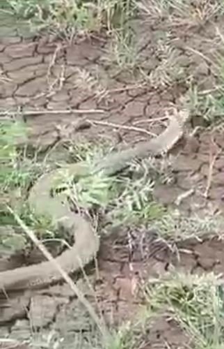 Isırığı bir insanı öldürmeye yeten koca engerek yılanı görüntülendi