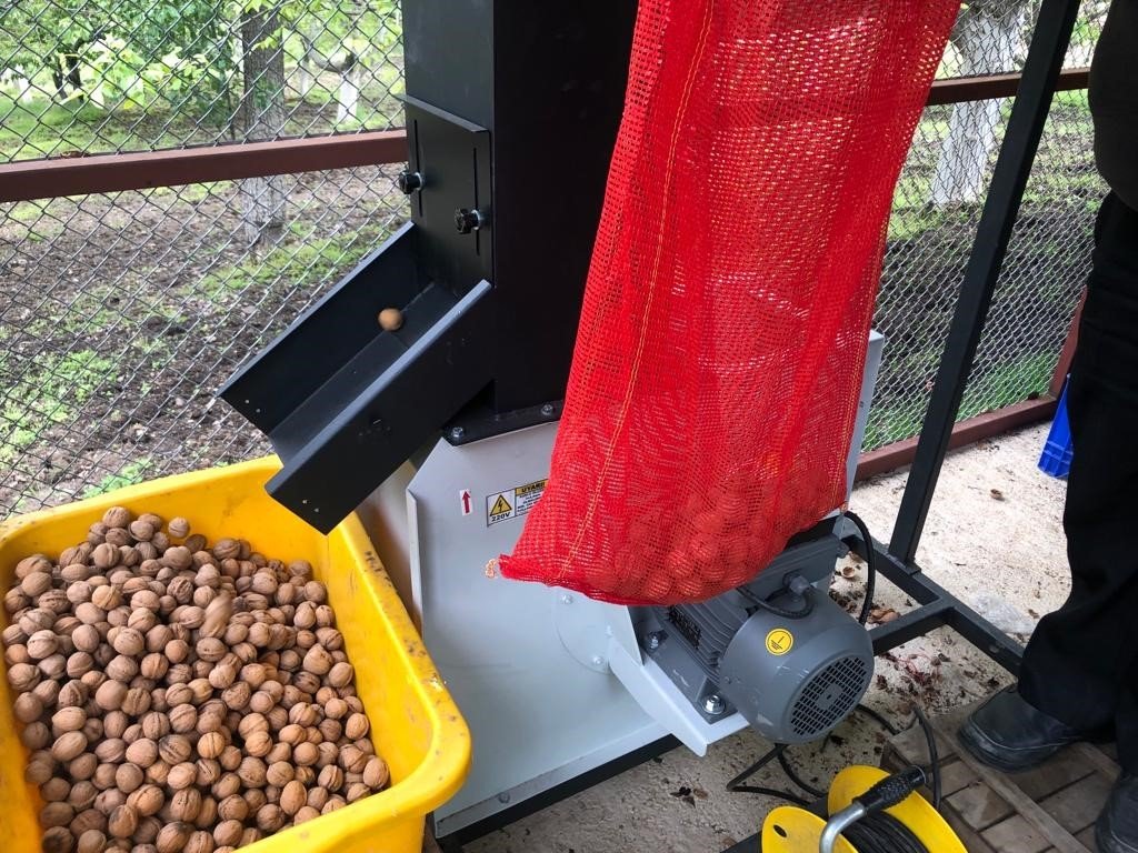 Şebin cevizini zirai don vurdu