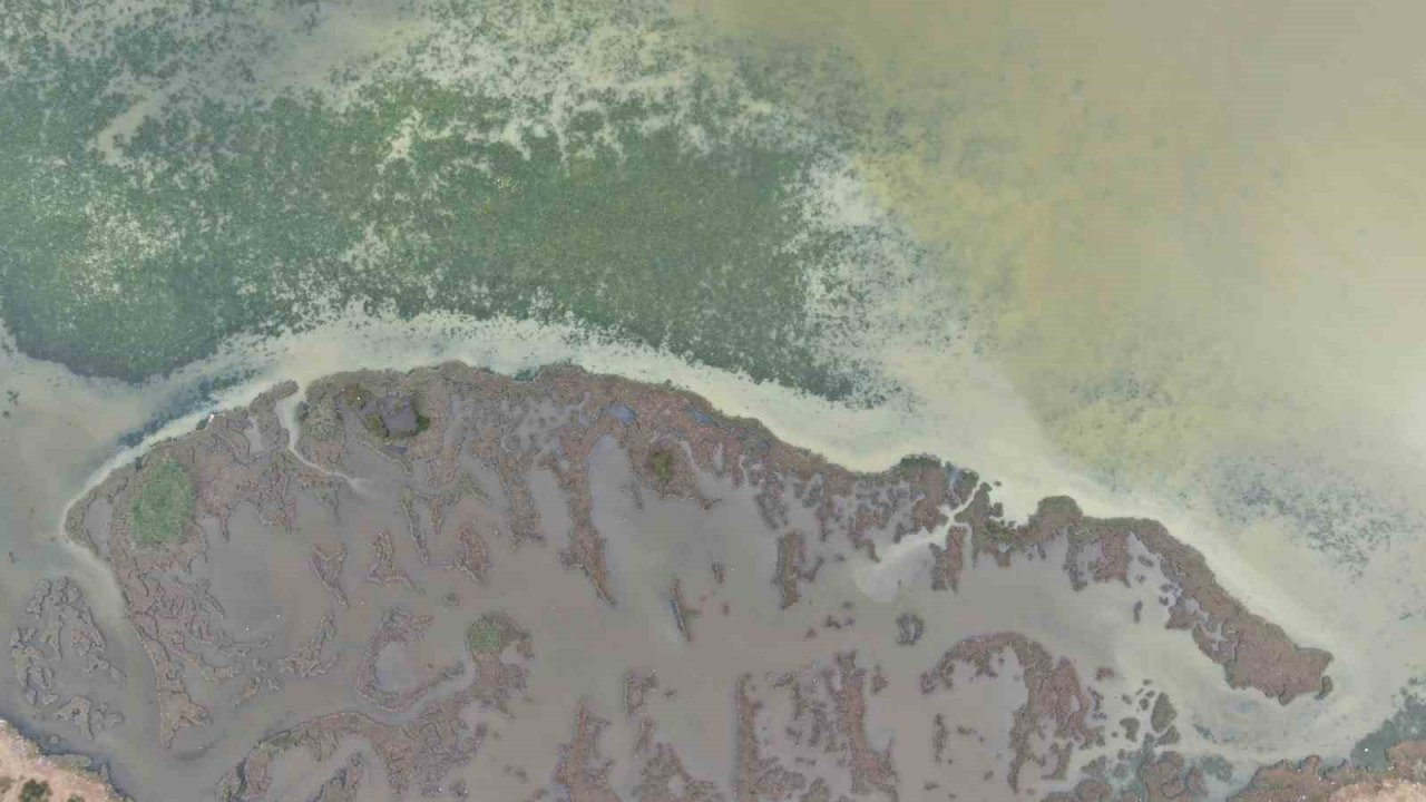 İzmir Körfezi can çekişiyor