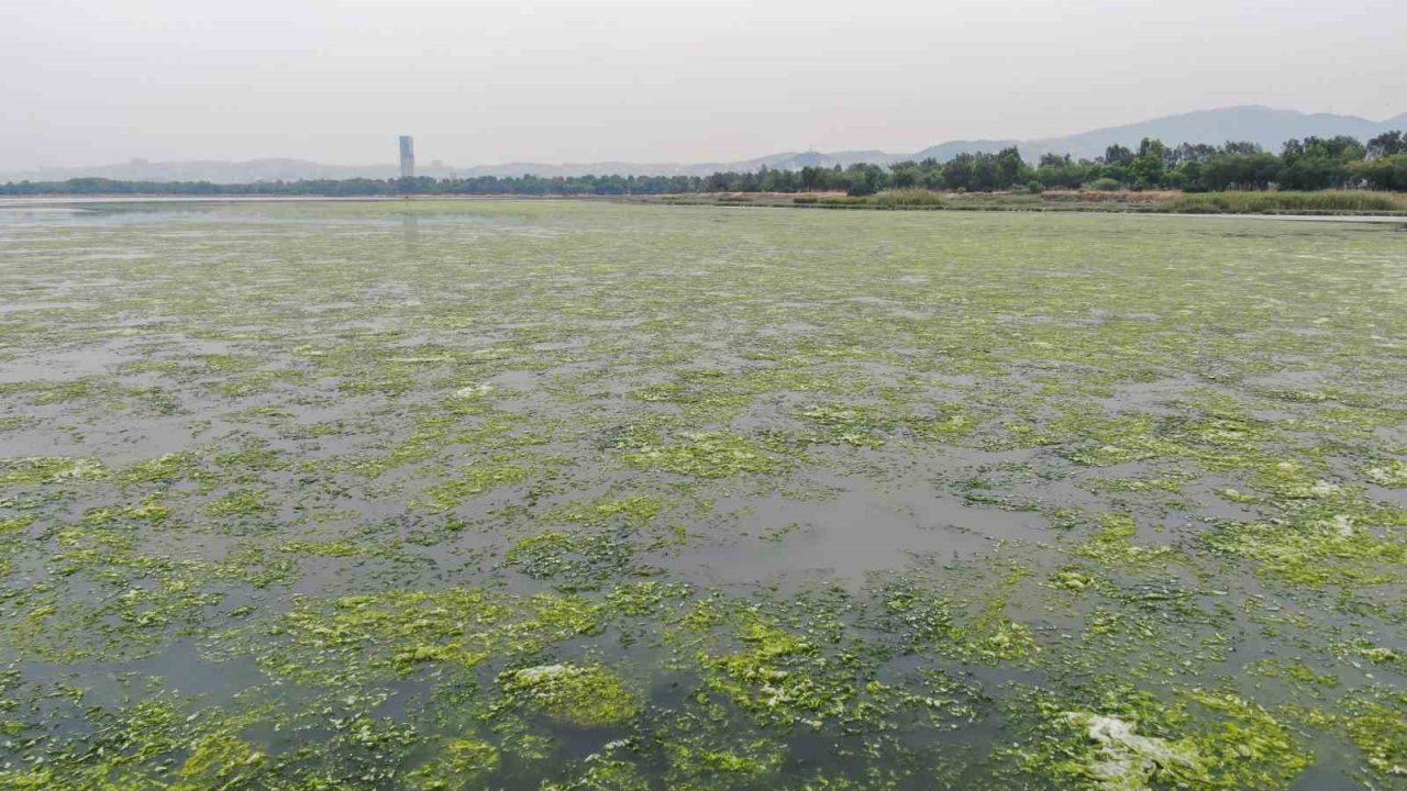 İzmir Körfezi can çekişiyor