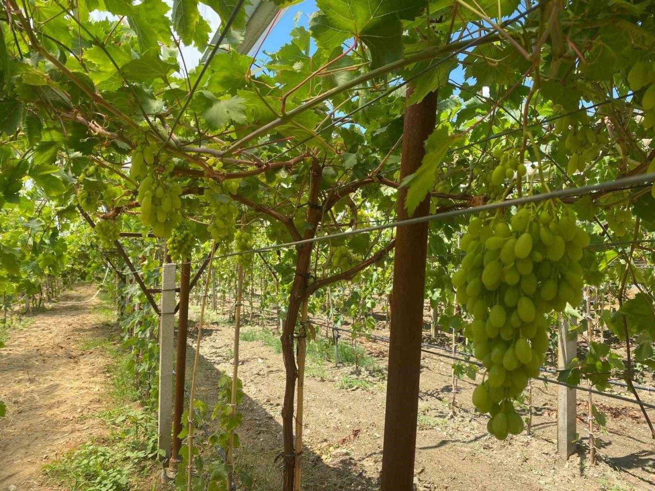 Serada erkenci üzüm yetiştirdi ilk ürünler ikram olacak