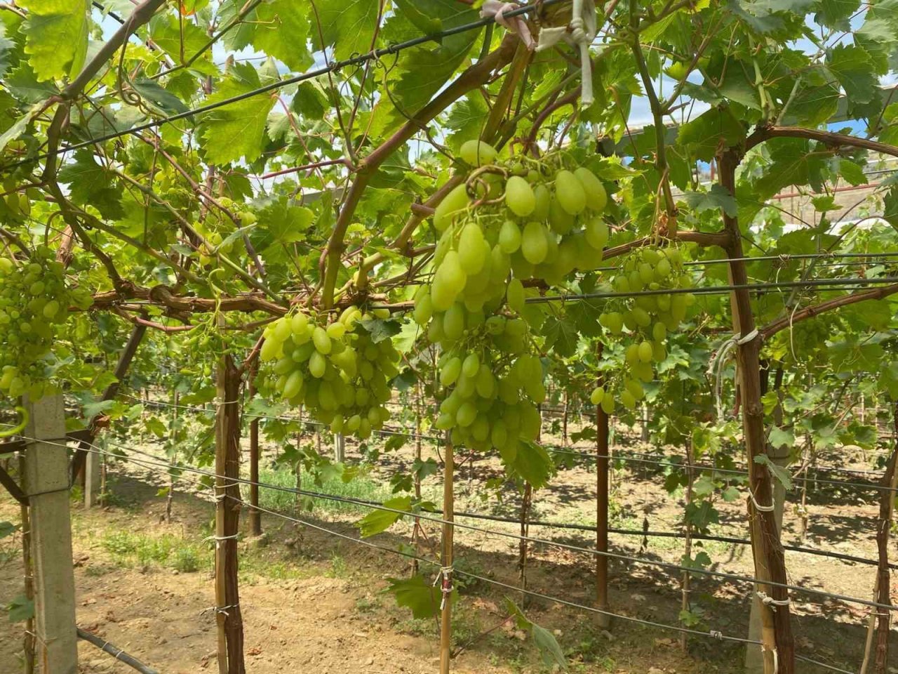 Serada erkenci üzüm yetiştirdi ilk ürünler ikram olacak