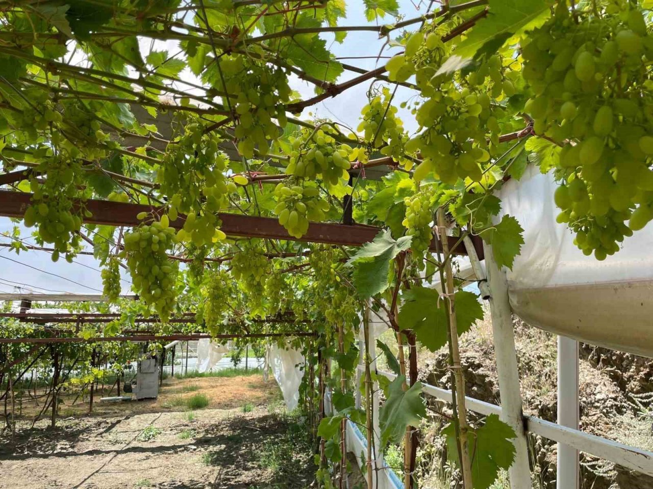 Serada erkenci üzüm yetiştirdi ilk ürünler ikram olacak