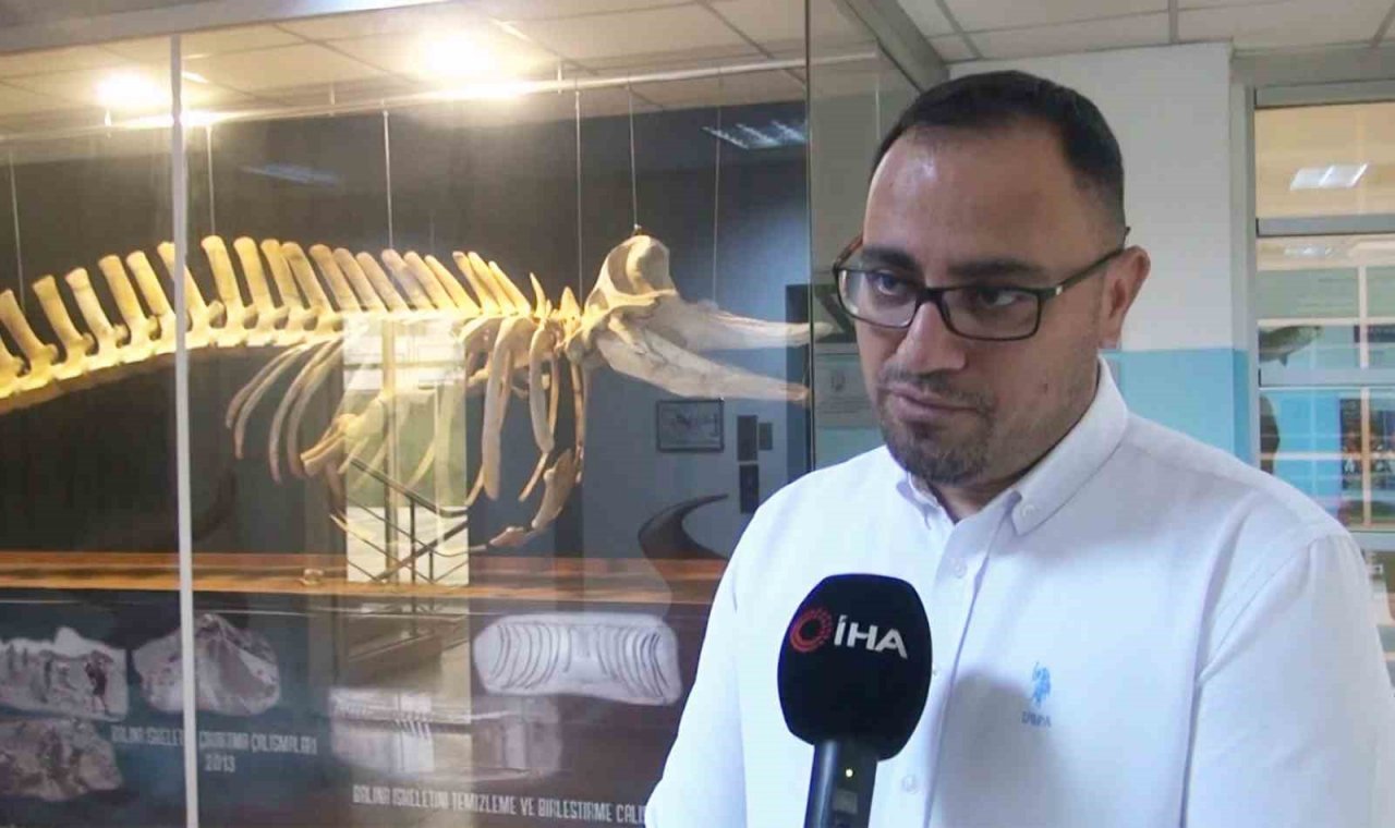 29 yıl sonra iç sularda tekrar görüldü