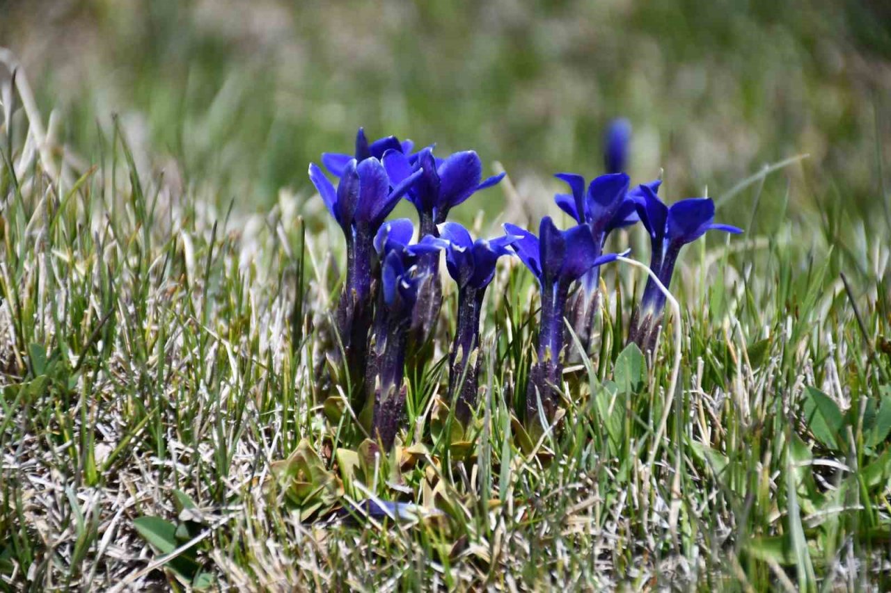 Şırnak’ta yılın son kardelenleri çiçek açtı