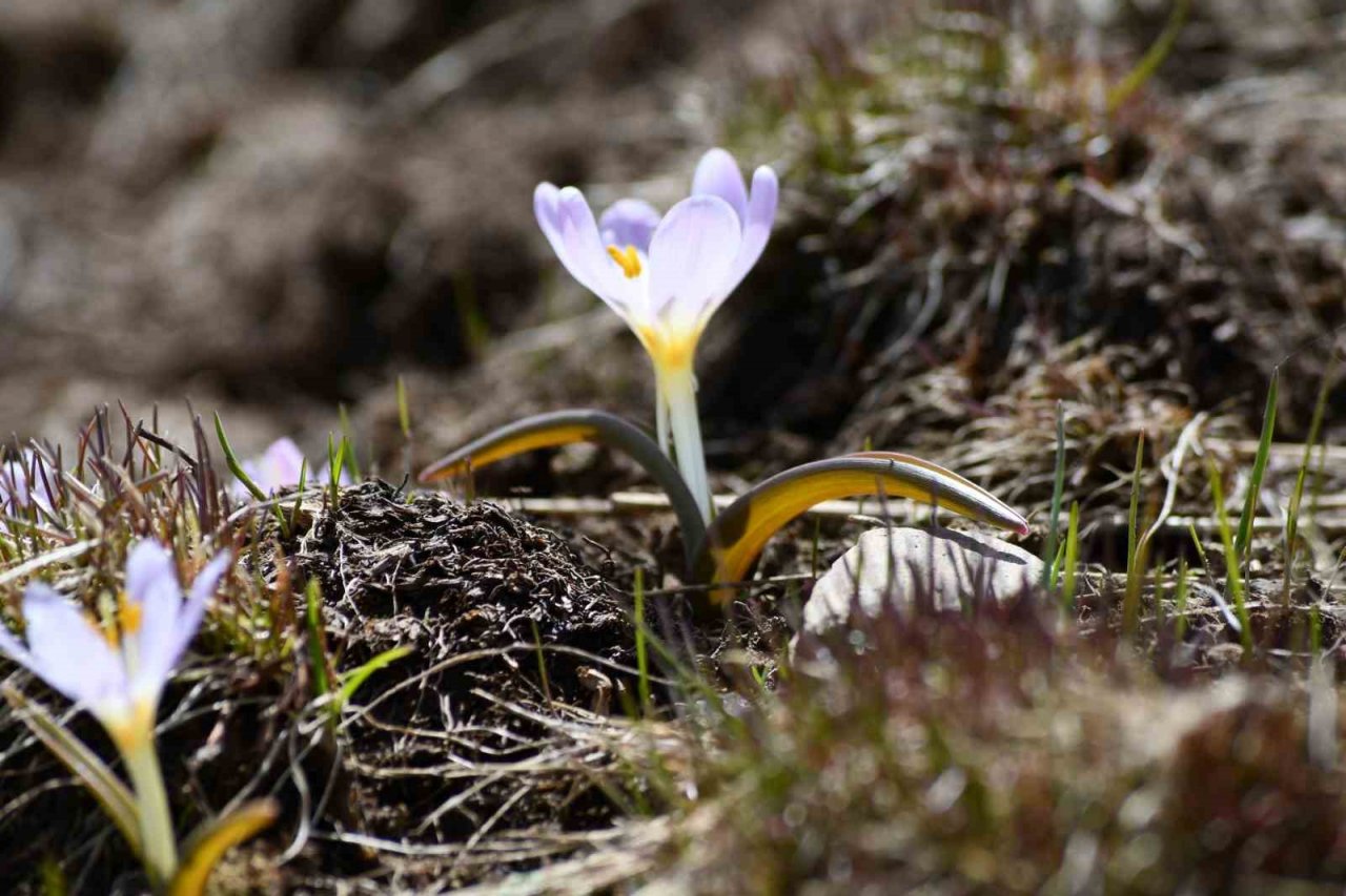 Şırnak’ta yılın son kardelenleri çiçek açtı