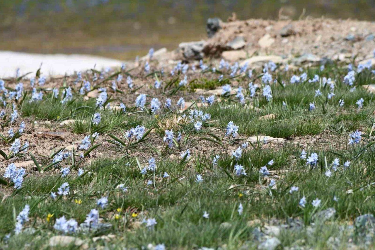 Şırnak’ta yılın son kardelenleri çiçek açtı