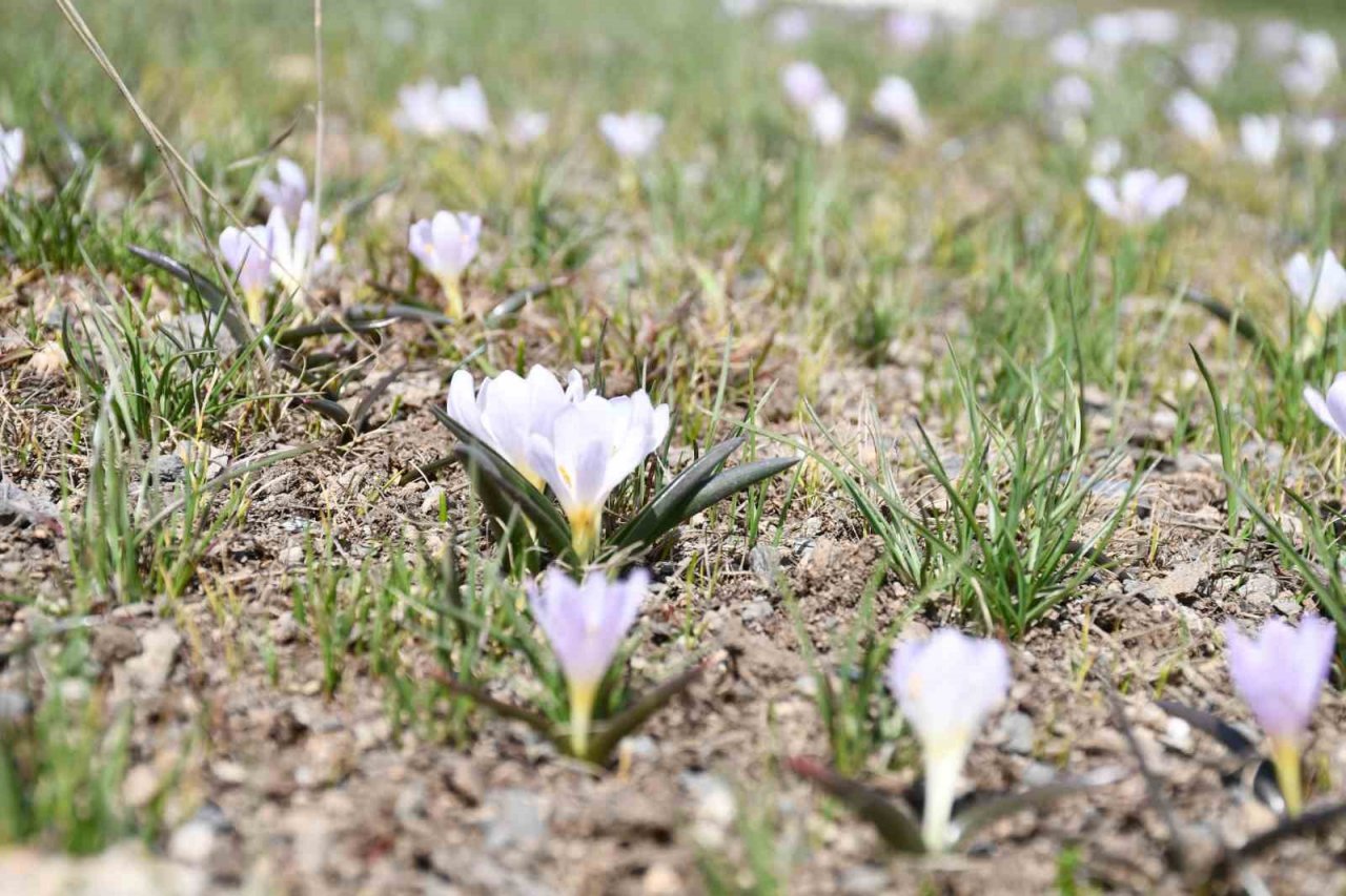 Şırnak’ta yılın son kardelenleri çiçek açtı