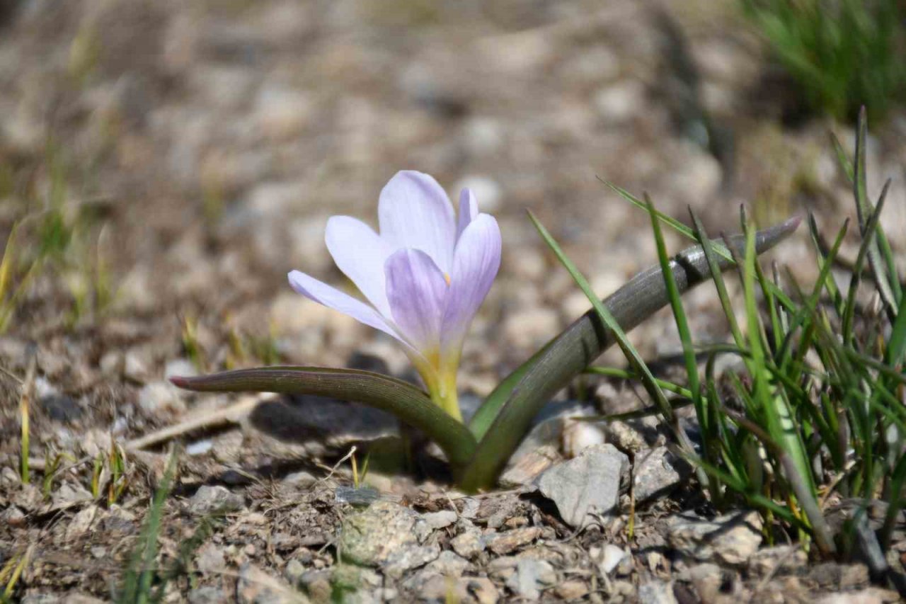 Şırnak’ta yılın son kardelenleri çiçek açtı