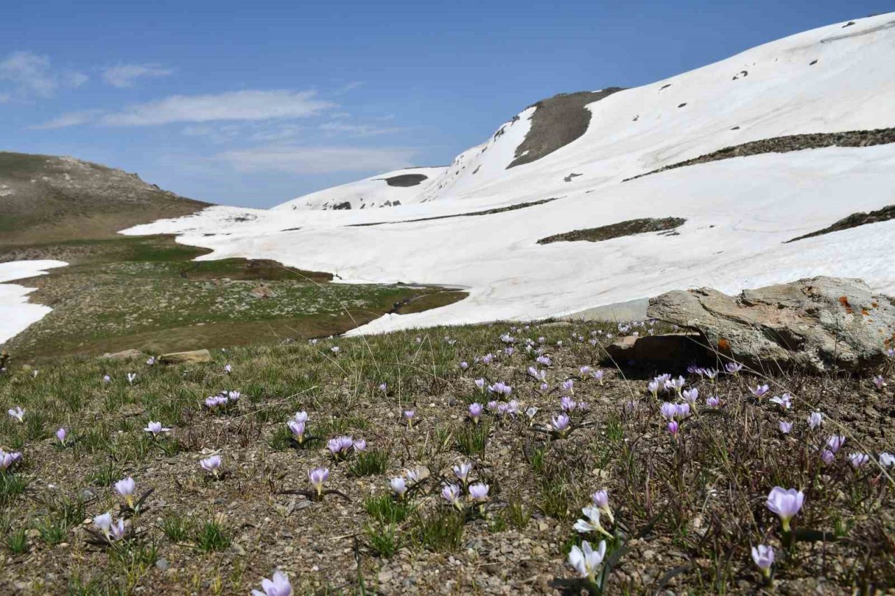 Şırnak’ta yılın son kardelenleri çiçek açtı
