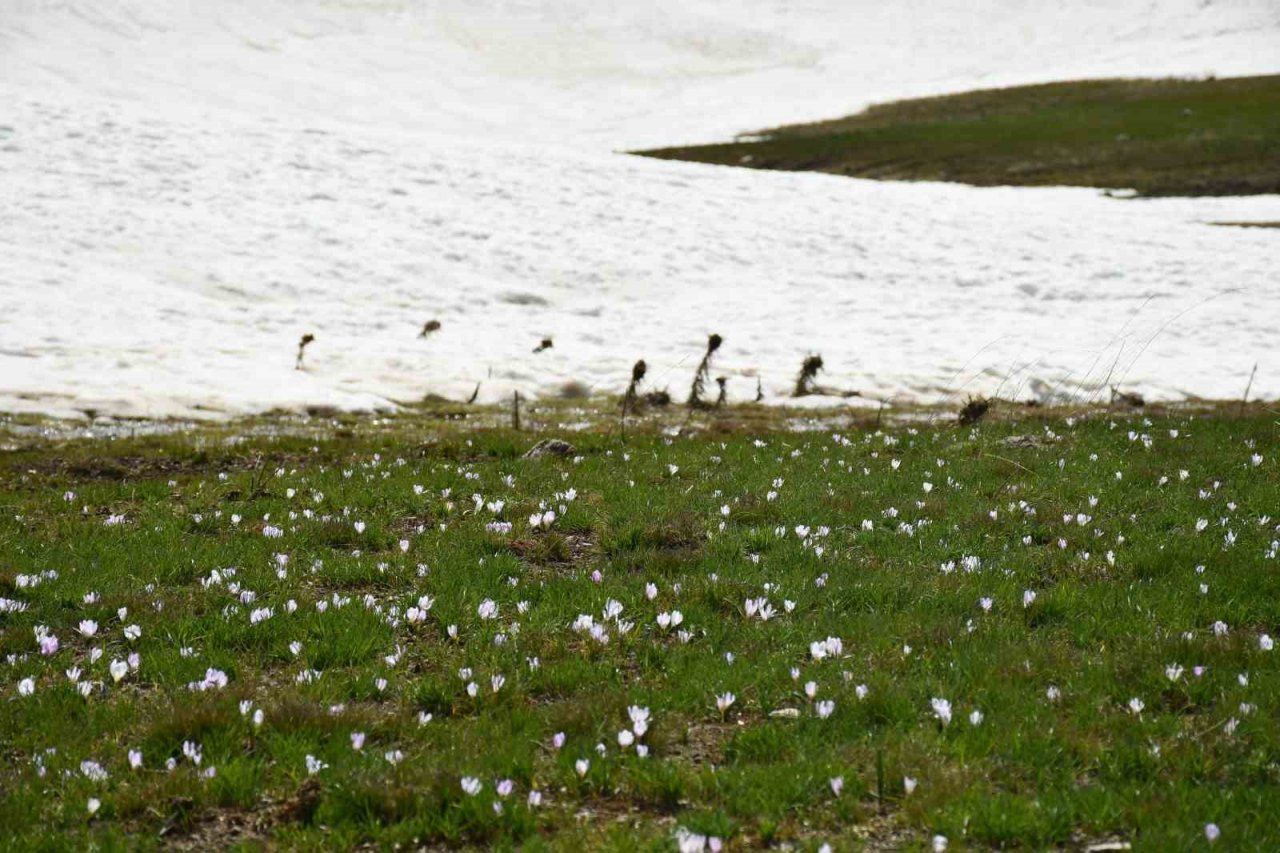 Şırnak’ta yılın son kardelenleri çiçek açtı