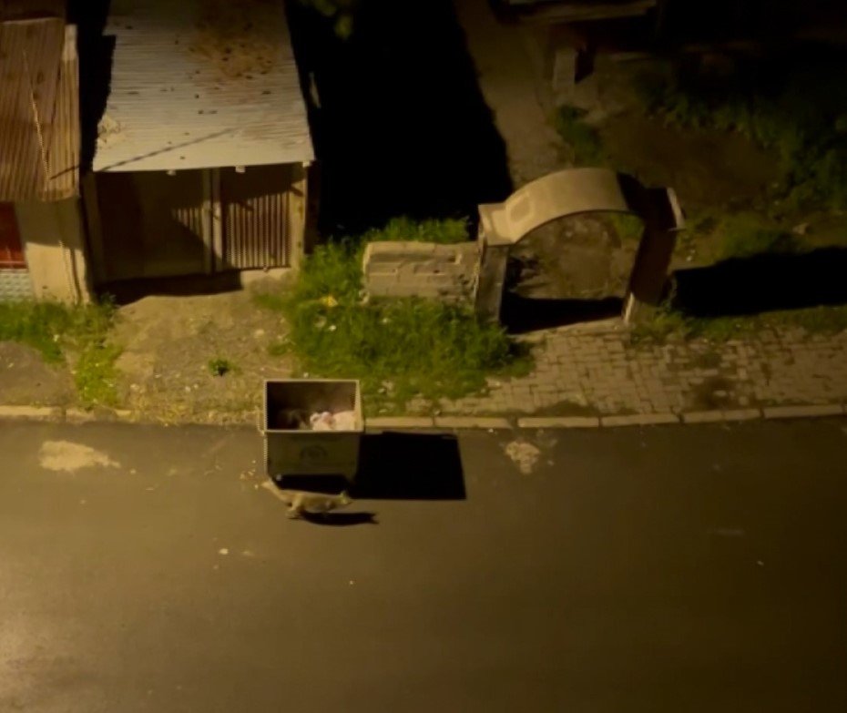 Aç kaldığı düşünülen tilki şehir merkezine indi