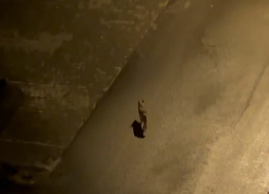 Aç kaldığı düşünülen tilki şehir merkezine indi