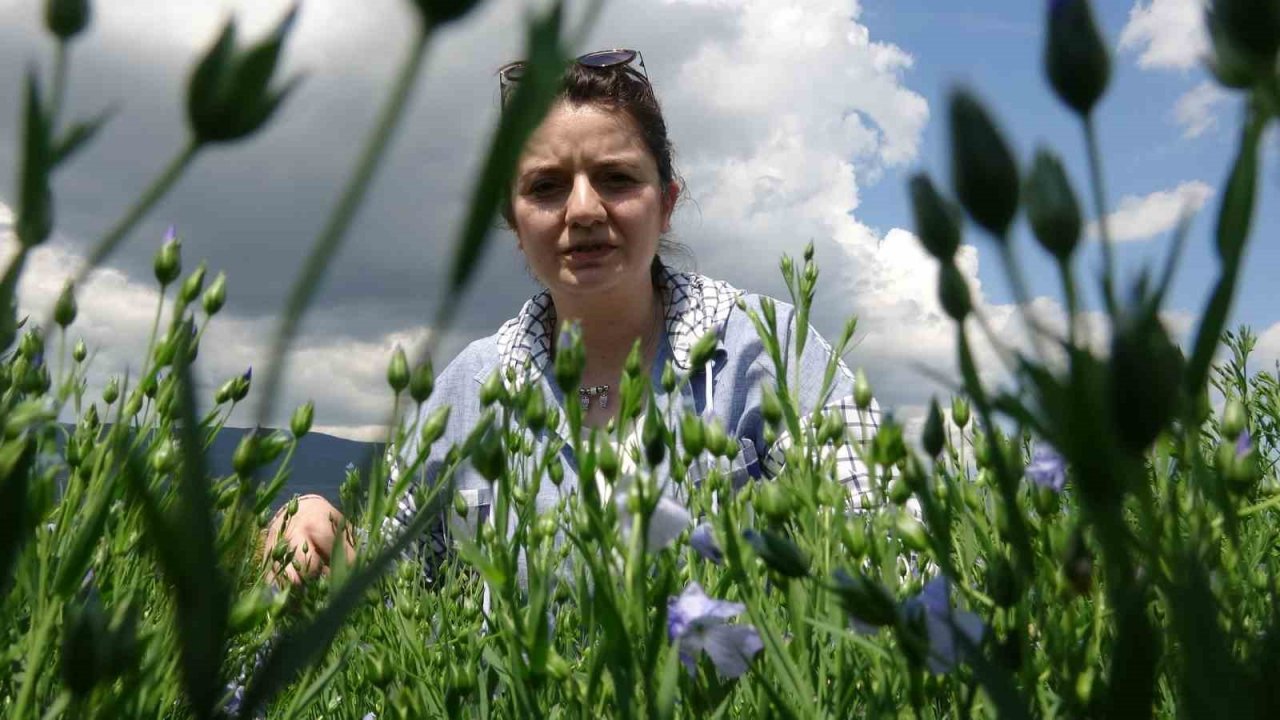 Bilim insanları Tokat için karabuğdayı araştırıyor