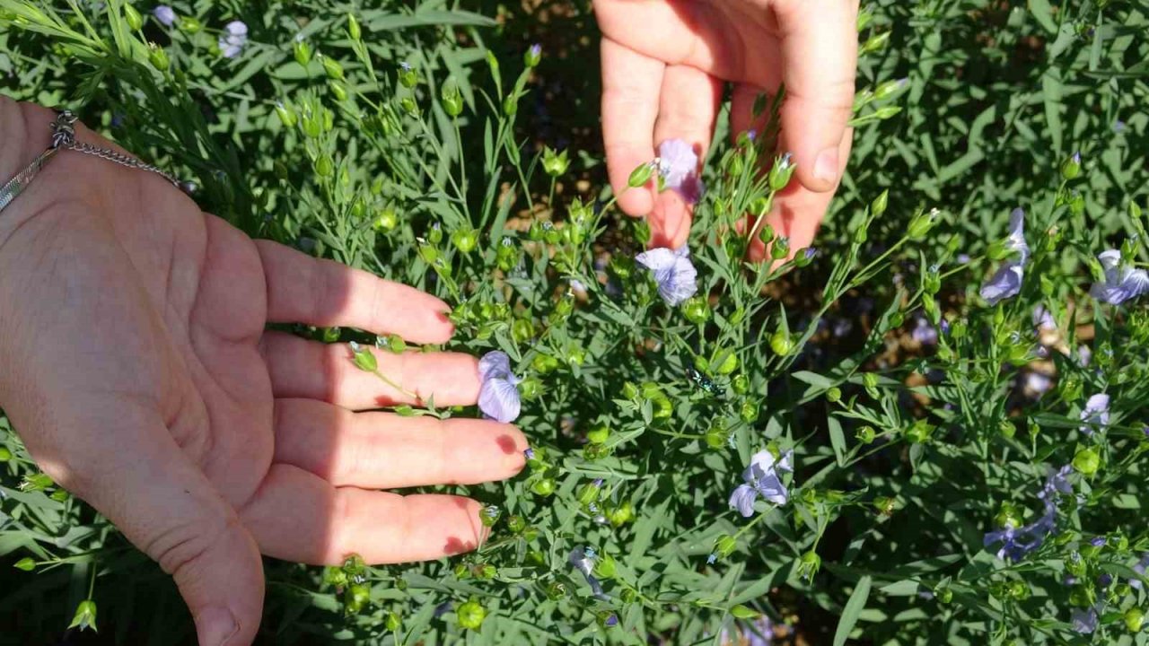 Bilim insanları Tokat için karabuğdayı araştırıyor