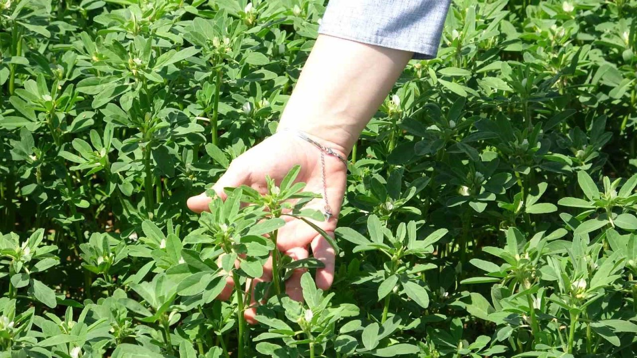 Bilim insanları Tokat için karabuğdayı araştırıyor