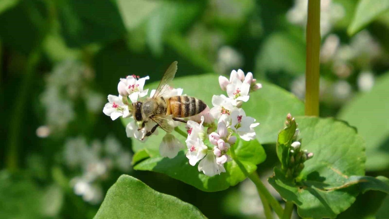 Bilim insanları Tokat için karabuğdayı araştırıyor