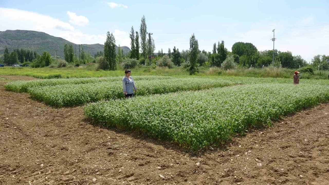 Bilim insanları Tokat için karabuğdayı araştırıyor