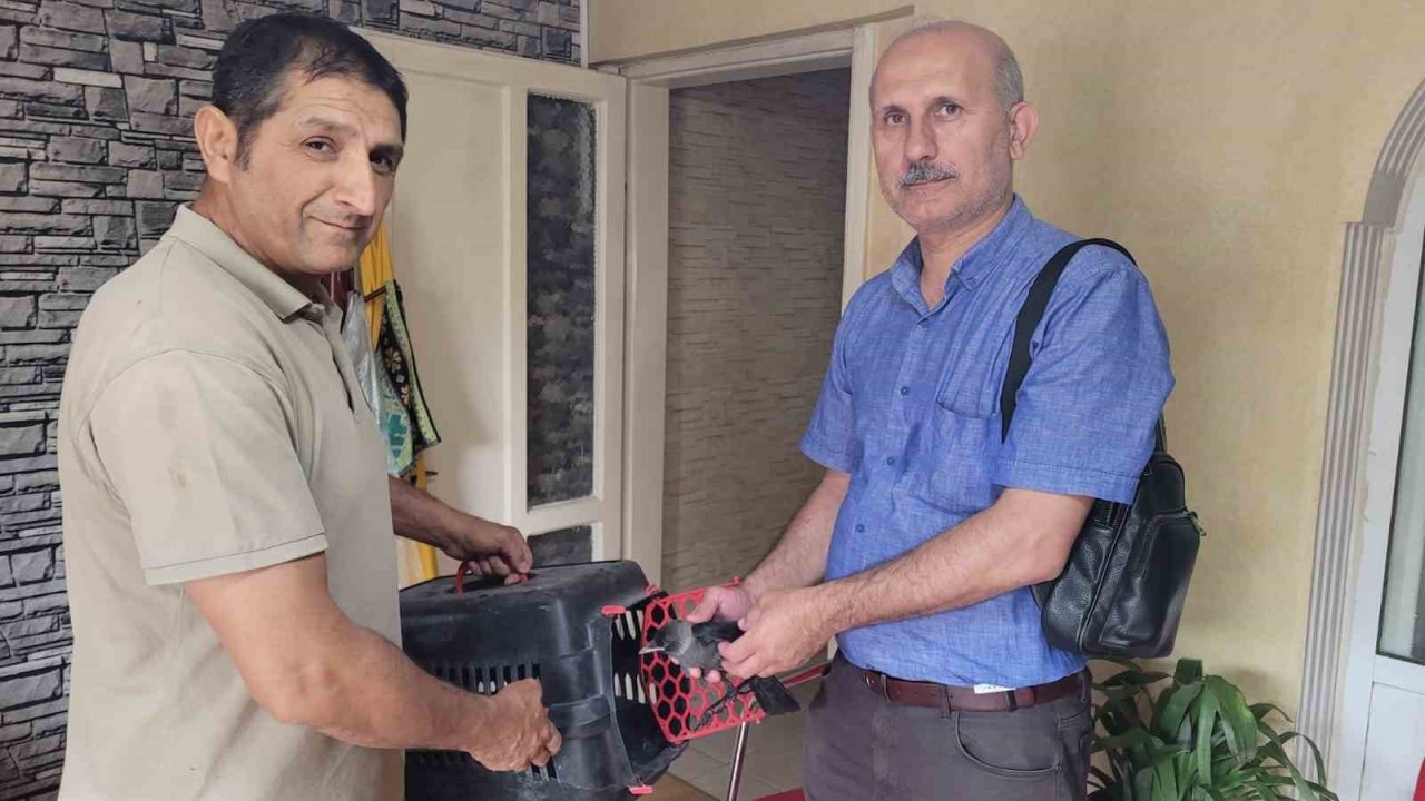 Aydın’da doğa koruma ekiplerinin ’karga’ mesaisi