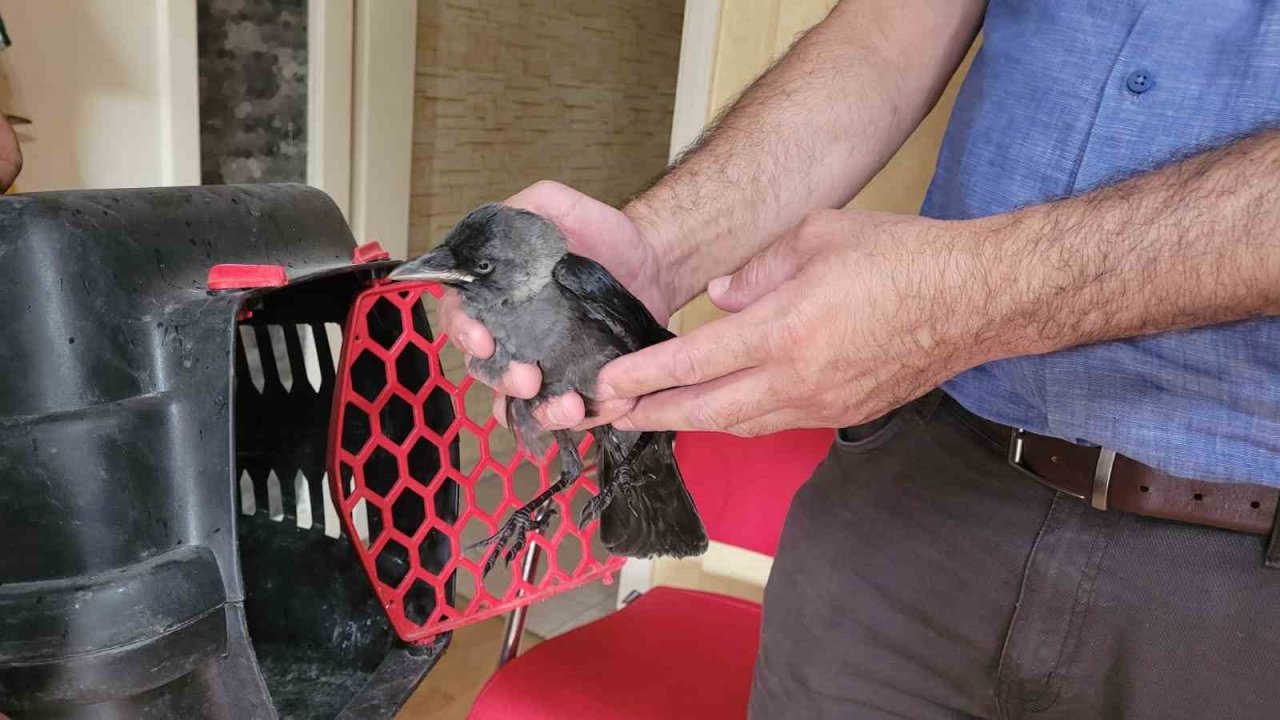 Aydın’da doğa koruma ekiplerinin ’karga’ mesaisi