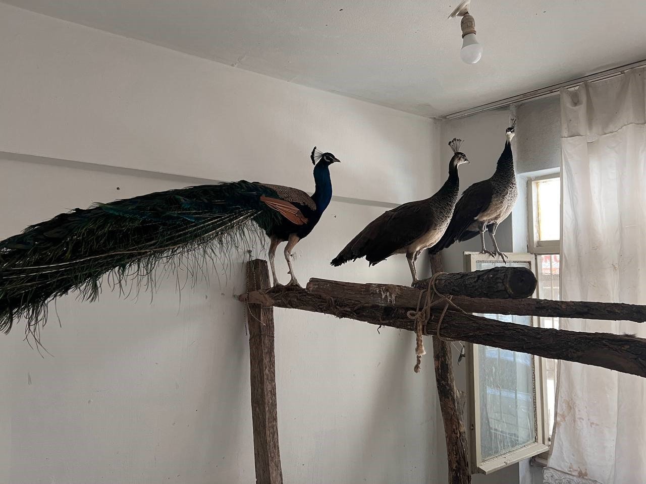 Ordu’da Hint tavus kuşu besleyen kişiye ceza: 3 kuşa el konuldu