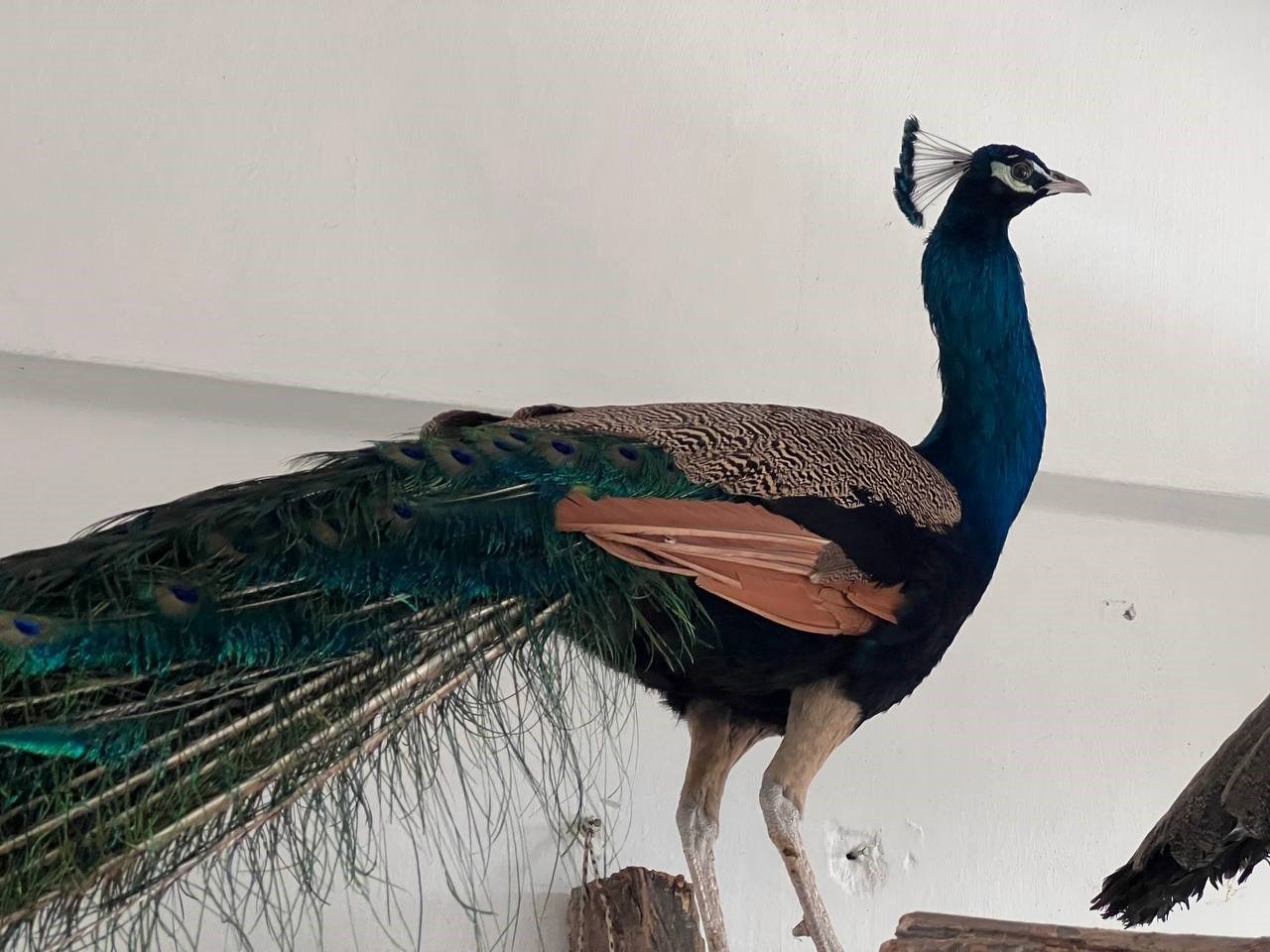 Ordu’da Hint tavus kuşu besleyen kişiye ceza: 3 kuşa el konuldu