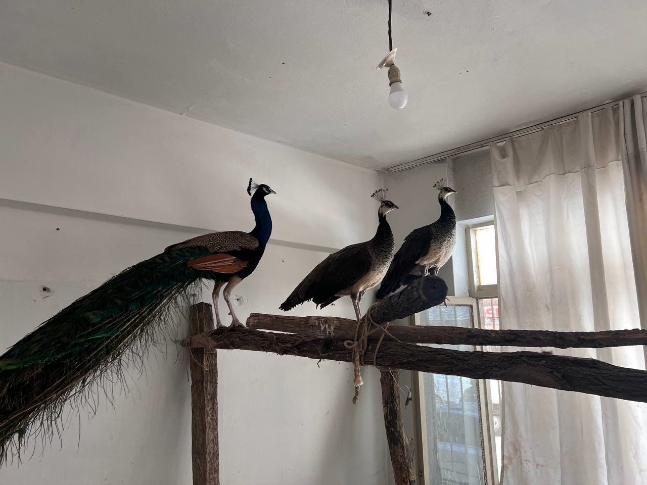 Ordu’da Hint tavus kuşu besleyen kişiye ceza: 3 kuşa el konuldu