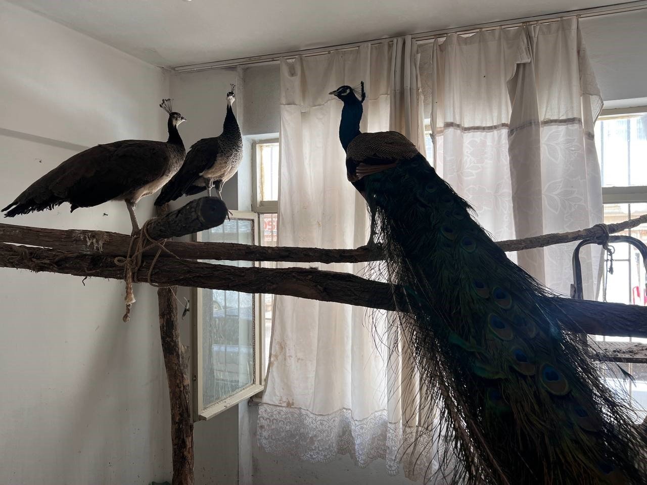 Ordu’da Hint tavus kuşu besleyen kişiye ceza: 3 kuşa el konuldu