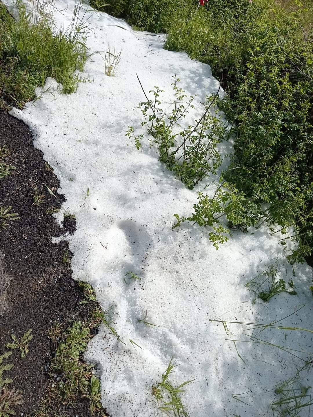 Denizli’de kekik ve adaçayı üretimi yağışlardan olumsuz etkilendi