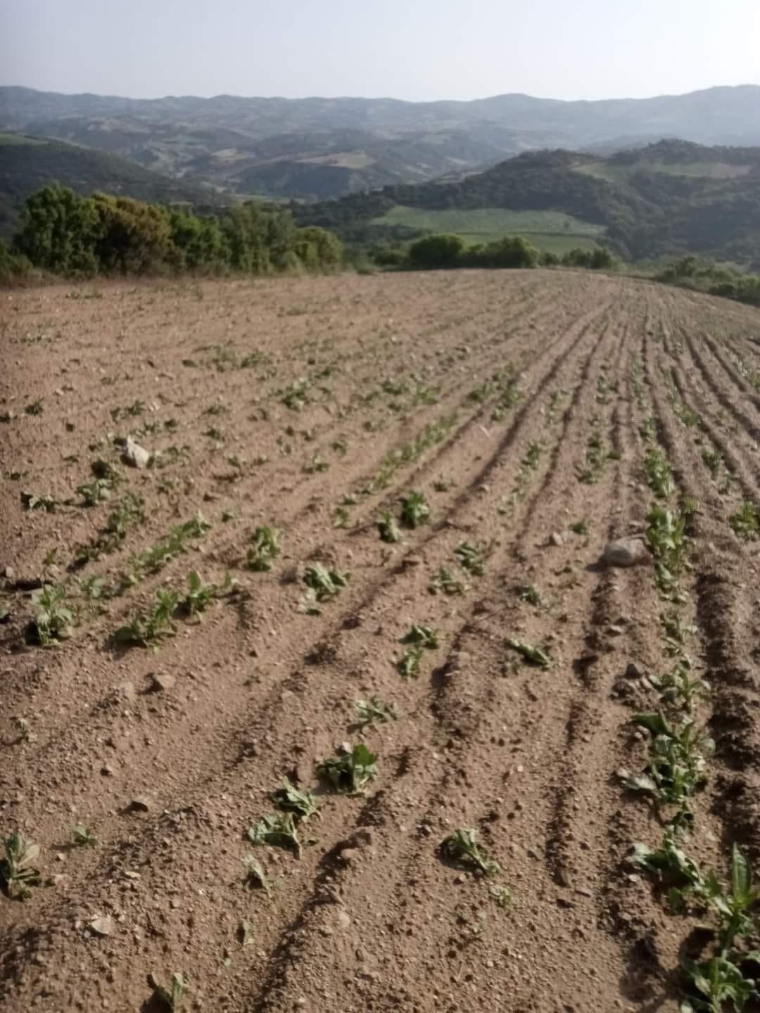 Denizli’de kekik ve adaçayı üretimi yağışlardan olumsuz etkilendi