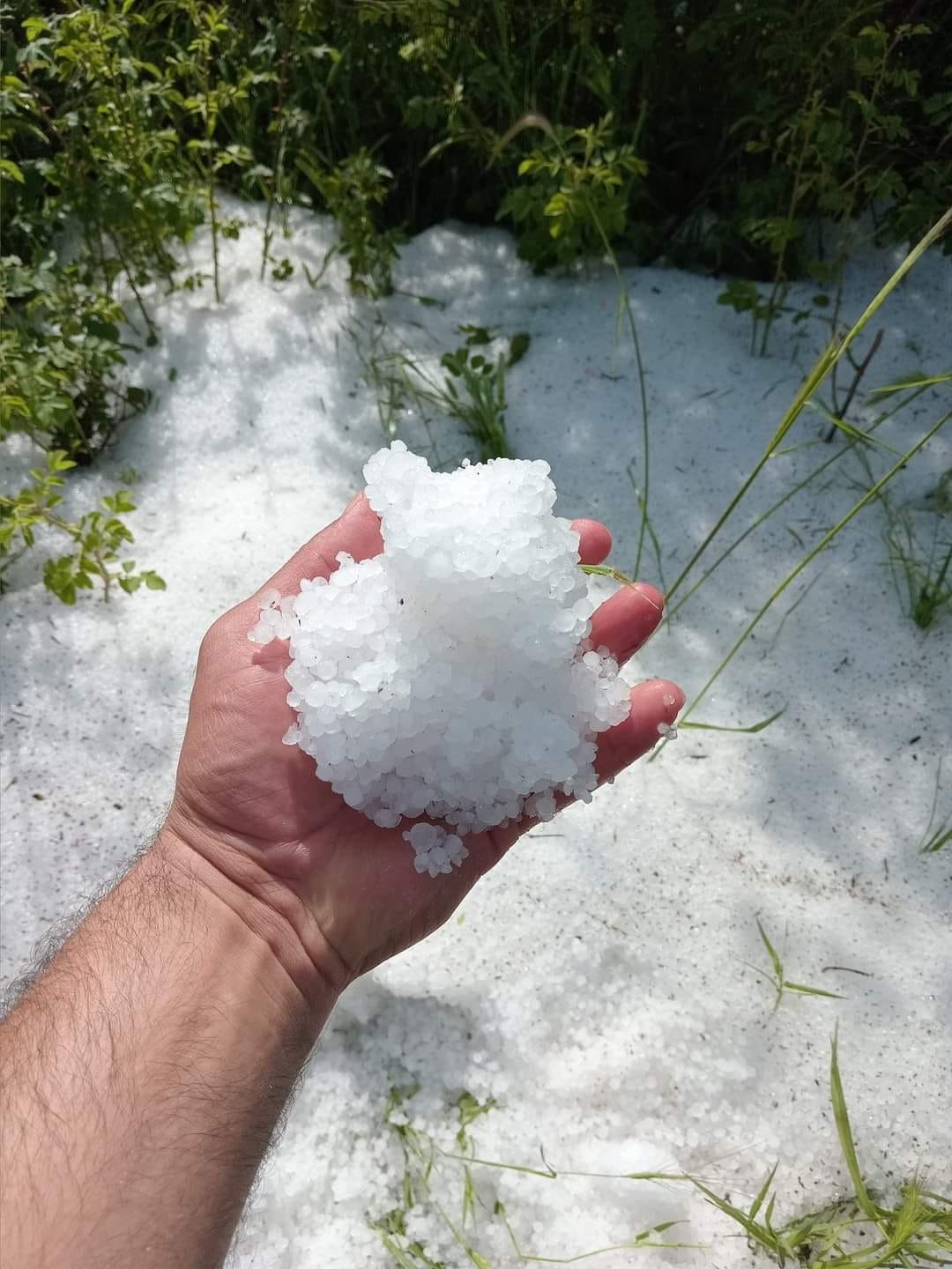 Denizli’de kekik ve adaçayı üretimi yağışlardan olumsuz etkilendi