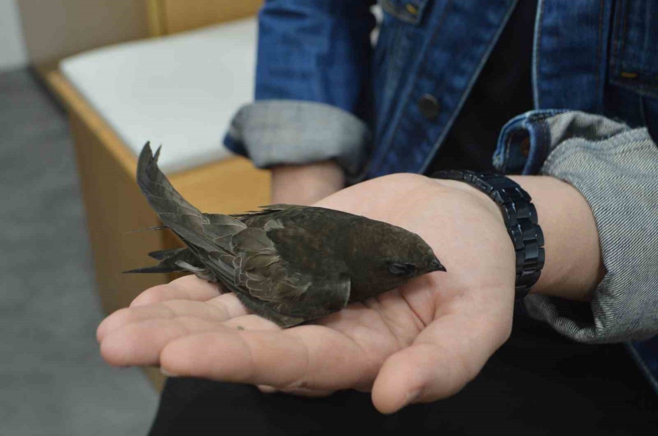 Ender görünen Ebabil kuşu iş yerine ikinci kez geldi