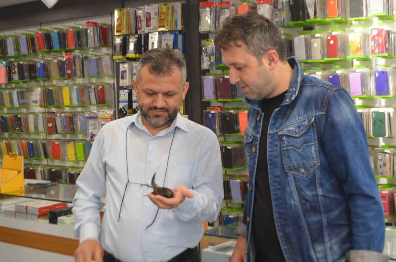 Ender görünen Ebabil kuşu iş yerine ikinci kez geldi