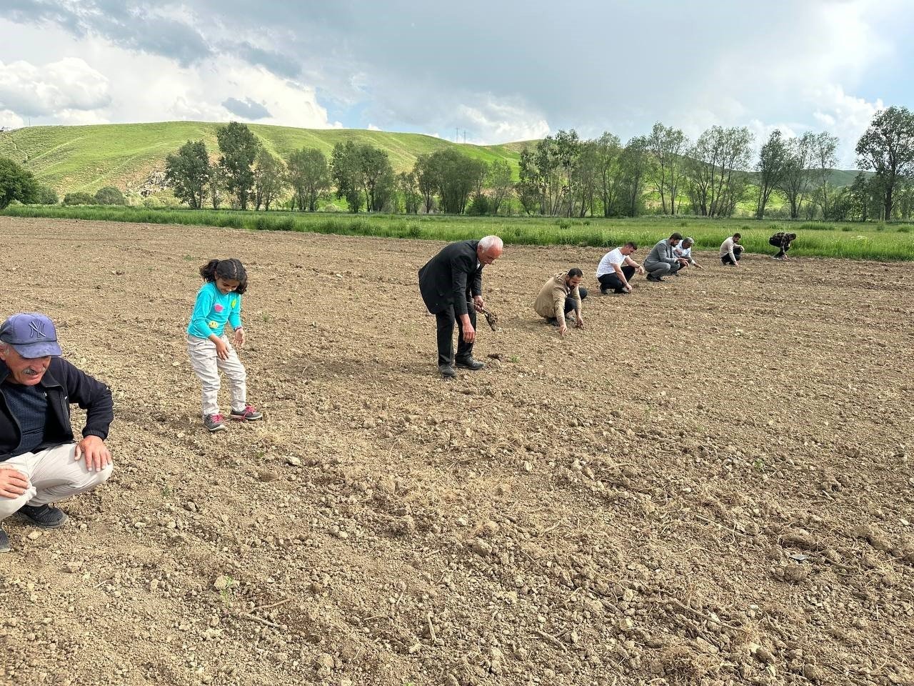 Yüksekova’da ayçiçeği ekimi