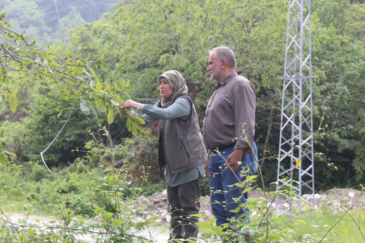 Kastamonu’da katil arılara karşı mücadele sürüyor