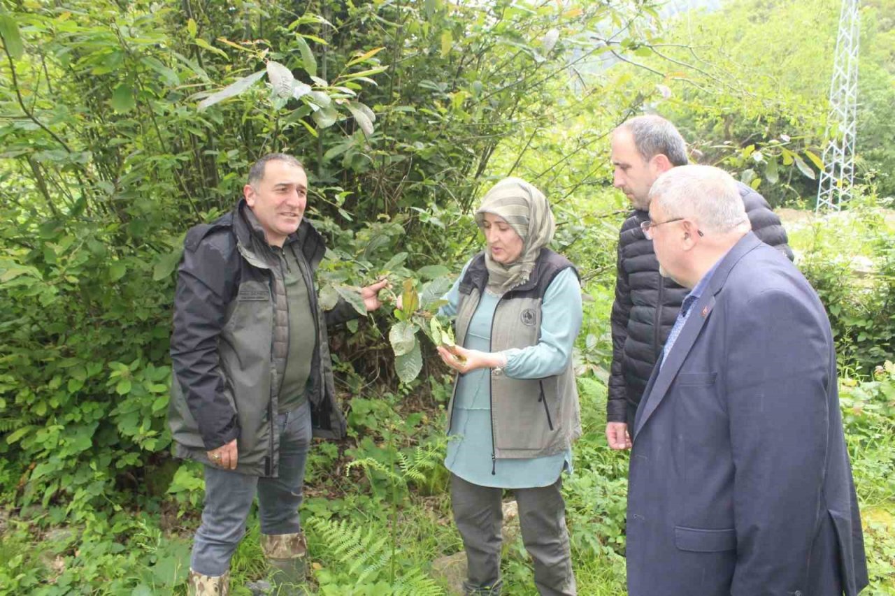 Kastamonu’da katil arılara karşı mücadele sürüyor